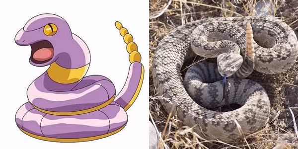 Trong khi rắn đuôi chuông là loài bò sát hung tợn, Ekans trong Pokemon lại sở hữu ngoại hình có phần... đáng yêu.