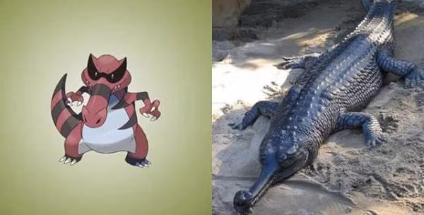 Pokémon Krookodile thực ra được dựa trên loài cá sấu, ngay từ cái tên Krookodile người xem cũng có thể đoán ra nó là cách nói lái của Crocodile.