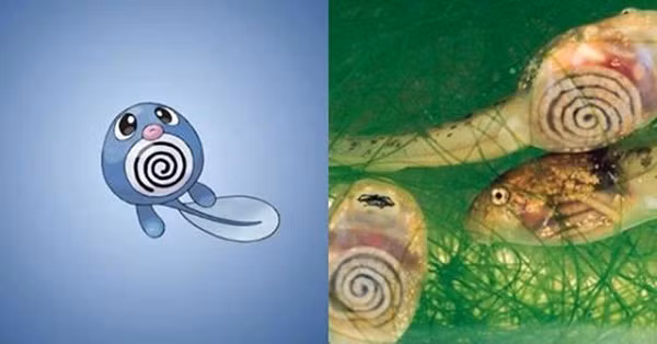 Pokémon Poliwag được thiết kế dựa trên những chú nòng nọc trong suốt. Lũ nòng nọc bé xíu này sau khi lớn lên sẽ trở thành những con ếch thực thụ, giống như Poliwag tiến hóa thành Poliwrath và Politoed.