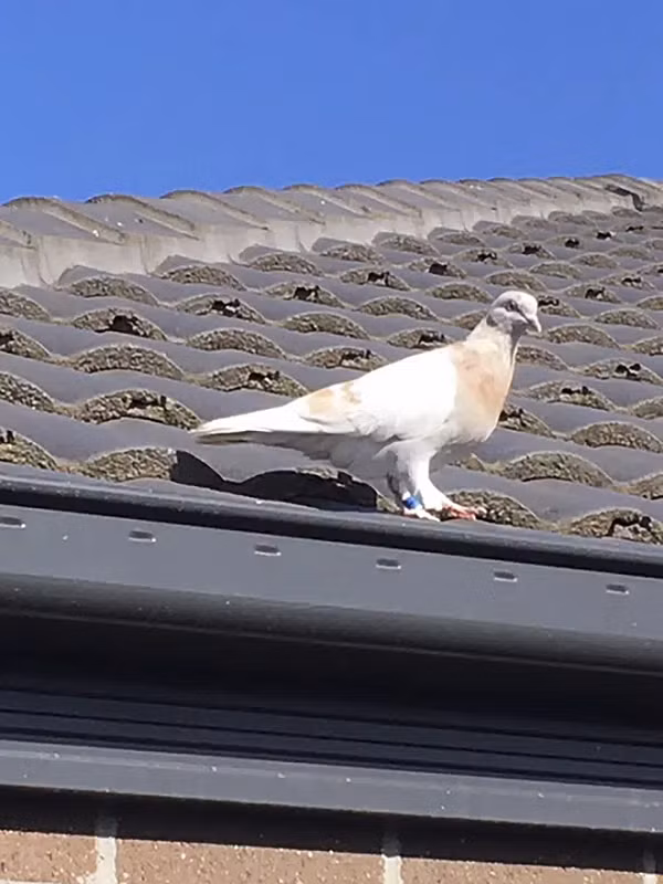 Anh Kevin Celli-Bird, một người dân ở Melbourne đã phát hiện con chim bồ câu yếu ớt đậu ở sân sau nhà mình từ hôm 26/12/2020. Anh nhận ra đây là một con chim đã thuần hóa, thay vì giống bồ câu tự nhiên bản địa châu Australia và quyết định tìm xem nhà của nó ở đâu.