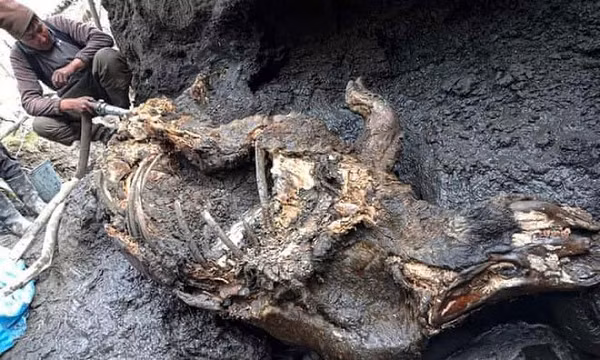 Alexei Savvin phát hiện xác tê giác ở quận Abyisky, Yakutia cùng với một chiếc sừng gần đó. Giới tính của con vật vẫn chưa được tiết lộ. Theo Valery Plotnikov, một nhà nghiên cứu thuộc Học viện khoa học Sakha, ước tính tê giác mới có thể sống trong thời gian cách đây khoảng 20.000 đến 50.000 năm.