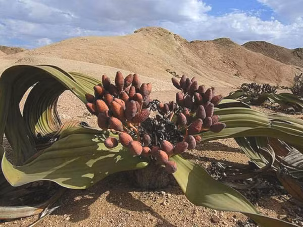 Tuy vậy, Welwitschia Mirabilis khiến nhiều loài khác ganh tỵ vì sự trường thọ của nó. Cây có thể sống được từ 1.000 năm đến 2.000 năm tuổi và tồn tại dù trời không mưa trong suốt 5 năm.
