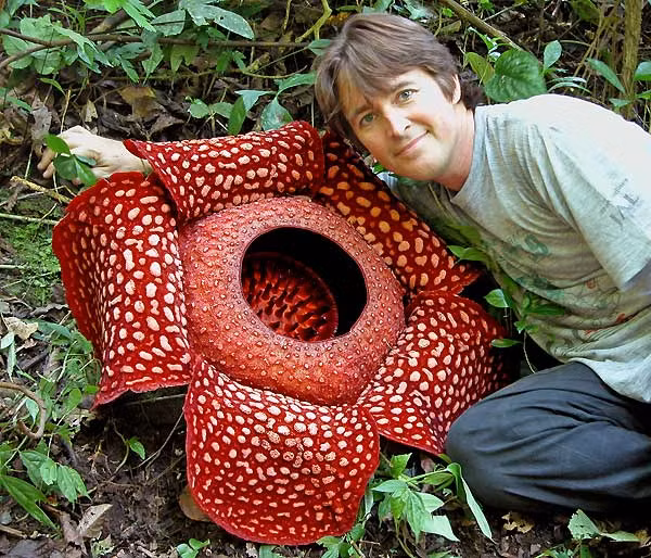 Hoa vua, tên khoa học là Rafflesia arnoldii là loài hoa lớn nhất thế giới, mọc trong rừng nhiệt đới trên các đảo của Indonesia. Hoa vua vừa không có rễ lại không có thân và cũng không có lá.