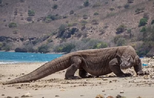 Thính giác của rồng Komodo thực sự không nhạy bén. Mặc dù nó có lỗ tai khá to nhưng nó chỉ có thể nghe được âm thanh từ 400-2000 hertz. Rồng komodo cũng chỉ nghe được âm thanh từ cách xa tối đa 300m.