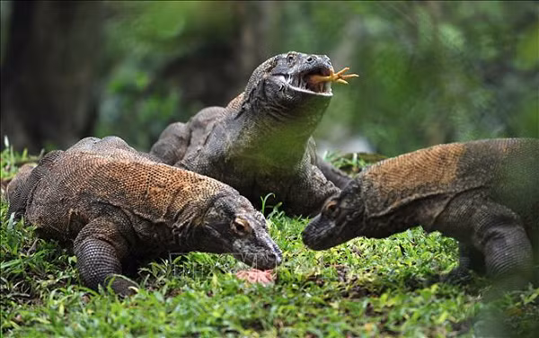 Khi nhìn thấy một con rồng Komodo nặng 90kg và dài tới 3m, ít ai có thể nghĩ rằng chúng có thể bơi lội. Thế nhưng, cũng giống như hầu hết các loài bò sát khác, loài động vật này bơi rất giỏi.