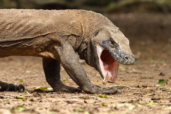 Món ăn chính của rồng Komodo chủ yếu là nai và lợn lòi hoang dã nhưng chúng có thể tấn công bất kì con gì khi đói. Điều đáng kinh ngạc của loài rồng này là nó có thể ăn liền một lúc được lượng thức ăn bằng 80% trọng lượng cơ thể.