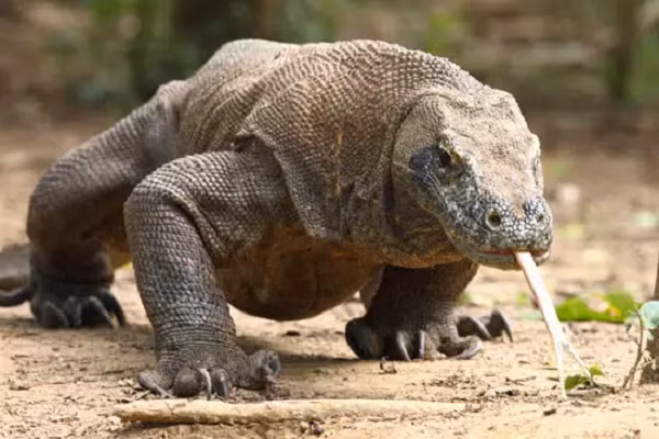 Rồng Komodo thường chảy nước dãi rất nhiều và nước miếng này giống như thuốc độc vì có chứa rất nhiều vi khuẩn nguy hiểm.