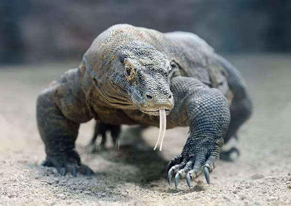 Khi còn nhỏ, rồng Komodo thường trốn trên các nhánh cây cao để trốn kẻ thù. Tuy nhiên, chúng cũng thường xuyên lăn lộn trong phân để tạo cho cơ thể một mùi khó chịu khiến các kẻ săn mồi không “buồn” tấn công.