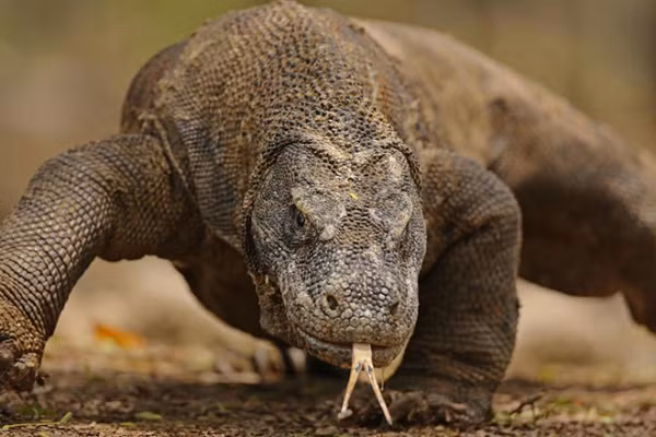 Rồng Komodo là loài thằn lằn nặng nhất và lớn nhất trong số những loài còn tồn tại trên Trái đất. Nó có thể dài tới hơn 3 mét, nặng 166 kg và là kẻ săn mồi kinh hoàng đối với nhiều con vật.