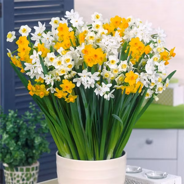 Hoa thủy tiên được chọn là loài hoa của tháng ba - tiết xuân phân. Ngày nay, người ta xem màu vàng tươi sáng của hoa như là một biểu tượng của sự hồi sinh - dấu hiệu cho sự bắt đầu mùa xuân.