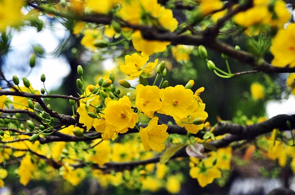 Từ lâu, người xưa xếp hoa mai vào loại hoa quý nhất trong các loài hoa. Mai thường nở hoa rực rỡ vào mùa xuân khi tiết trời ấm áp. Hoa mai có 5 cánh kết thành vòng tròn tượng trưng cho Ngũ phúc thần, mang lại sự may mắn thịnh vượng,