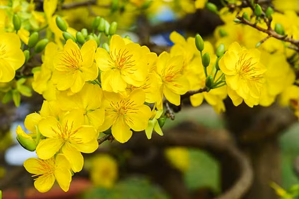Hoa mai còn là hiện thân của kẻ sĩ, đấng trượng phu, vì nó chịu được các thời tiết đổi thay dù ấm áp hay giá buốt.