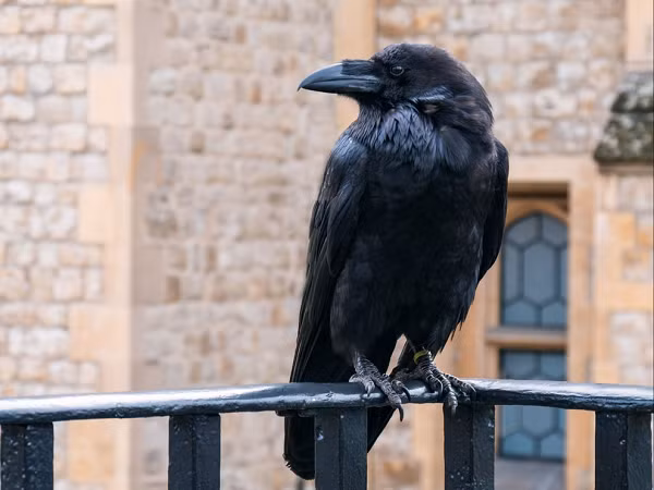 Trong một thông báo trên Twitter, Tháp London cho biết họ hy vọng sẽ có thể thay thế Merlina bằng một con quạ non được sinh ra theo chương trình nhân giống của mình.