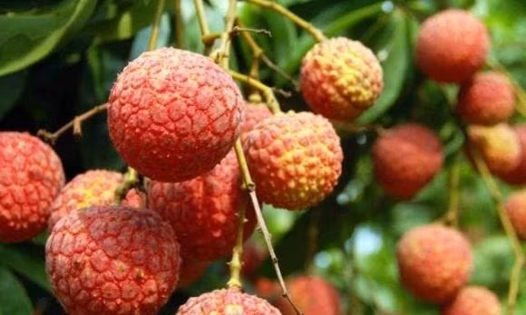 4 loại thực phẩm có thể ảnh hưởng đến sự phát triển của trẻ - Hình 4 4 loai thuc pham co the anh huong den su phat trien cua tre-Hinh-4