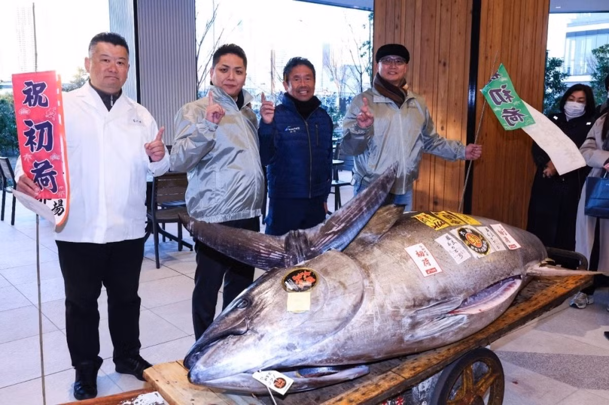 Nhiều người Nhật quan niệm phiên đấu giá cá ngừ đầu tiên trong năm của chợ cá Toyosu là điềm báo cho tình hình kinh tế Nhật Bản. Ảnh: JIJI.