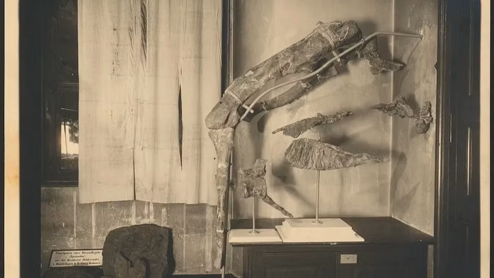 Theo các chuyên gia, loài khủng long Tameryraptor markgrafi từng lang thang khắp Ai Cập cách đây 95 triệu năm. Chúng có chiều dài cơ thể lên tới 10m. Đây là một trong những loài ăn thịt trên cạn lớn nhất từng lang thang trên Trái đất. Ảnh: University Archives Tübingen.
