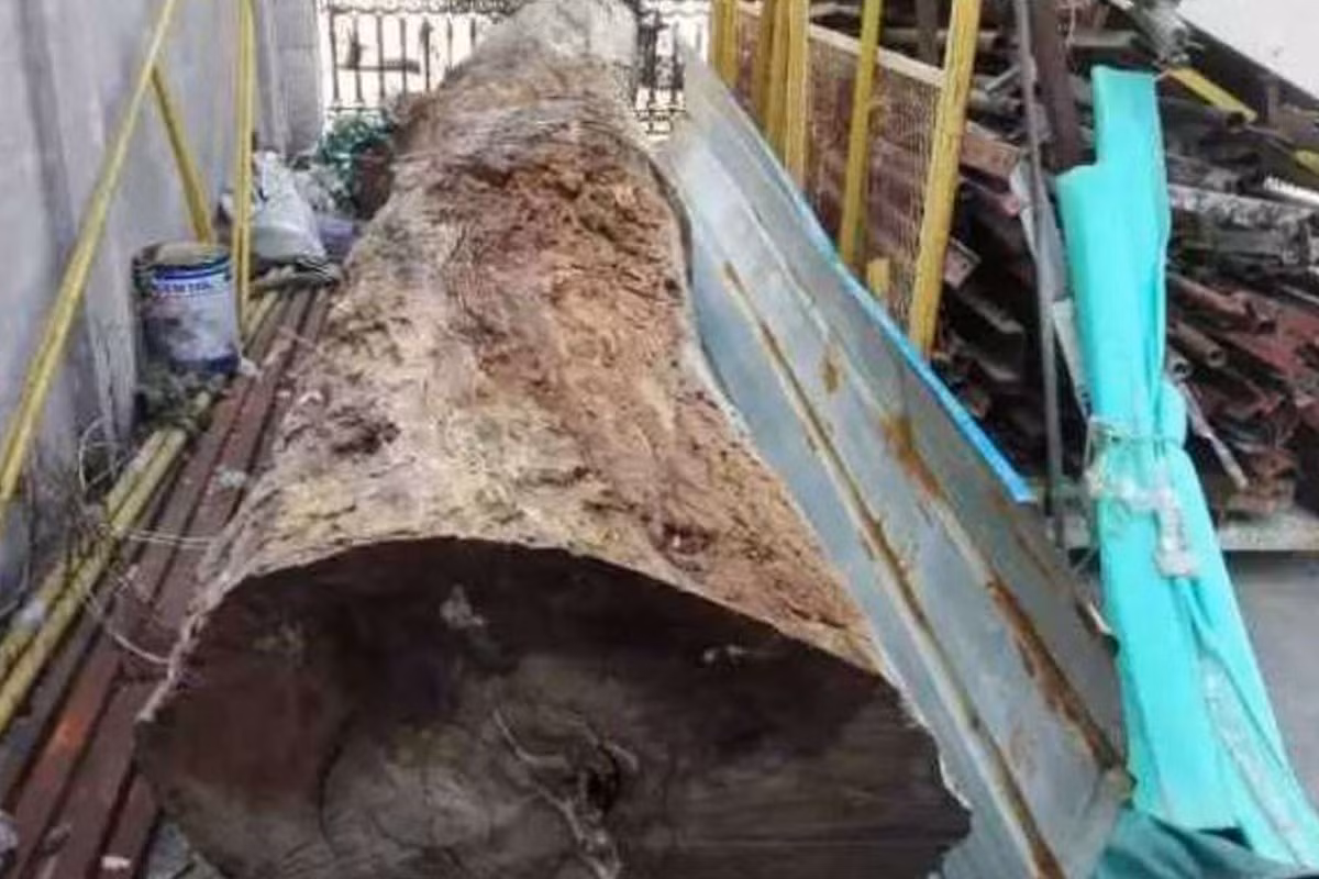 Cây gỗ nanmu vàng càng "lớn tuổi", có chiều cao 50 - 60m trở lên thì càng có giá trị lớn. Theo đó, những cây vài trăm cho tới hơn 1.000 tuổi vô cùng quý hiếm, có giá hàng ngàn tỷ đồng. Ảnh: SCMP.