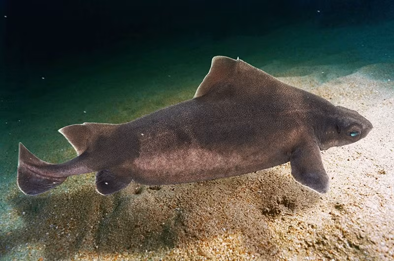 Cá mập Angular (Angular Roughshark) nổi bật với chiếc vây lớn bất thường. Chúng có hàm răng cưa thô viền quanh khoang miệng. Ảnh: alamy.com.