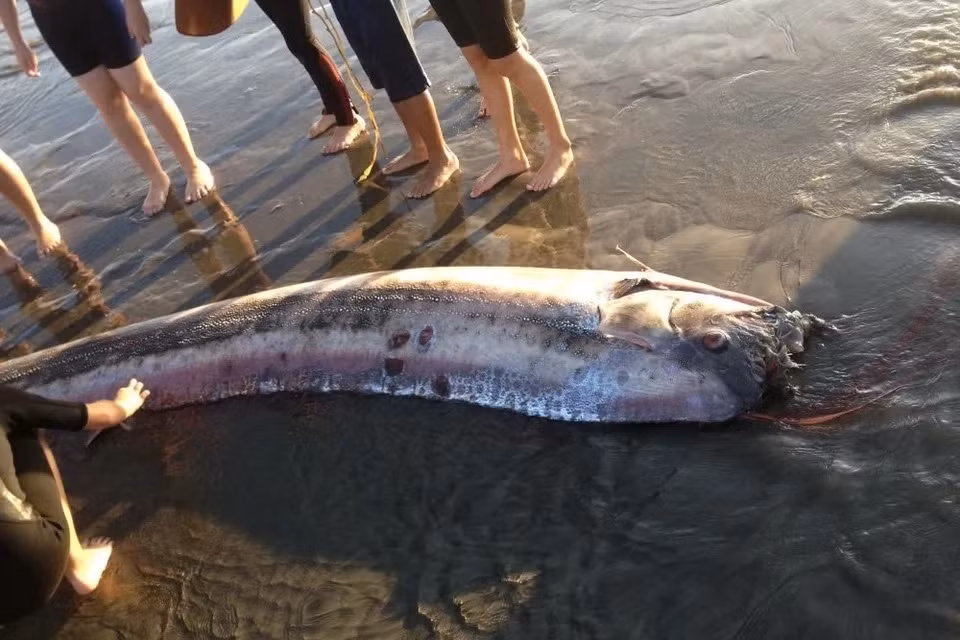 Vào tháng 11/2024, một quái ngư dạt vào bờ biển ở Encinitas, miền Nam California, Mỹ được cho là điềm báo của thảm họa. Qua kiểm tra, các chuyên gia xác định đó là một con cá mái chèo dài gần 3m. Ảnh: Mark Bussey/Oceanside.