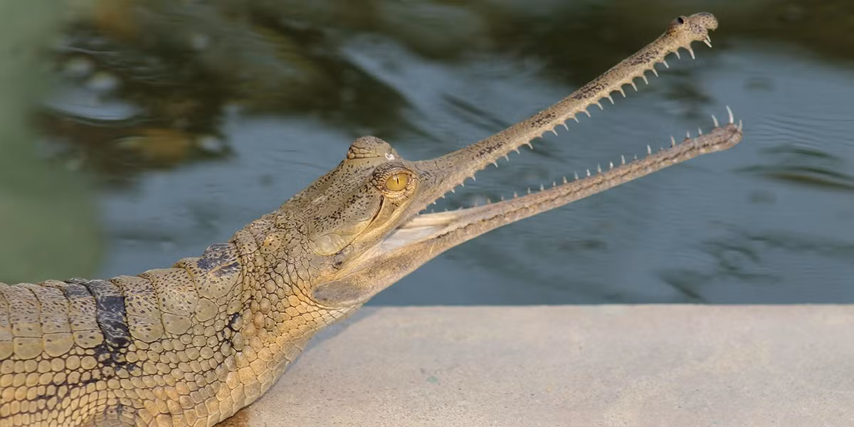 Cá sấu Gharial (tên khoa học là Gavialis gangeticus) phân bố ở một số quốc gia trên thế giới như Pakistan, Myanmar, Ấn Độ, Nepal... Con đực trưởng thành có một "ghara" ở cuối mõm: một cục u hình bóng đèn. Ảnh: nationalzoo.
