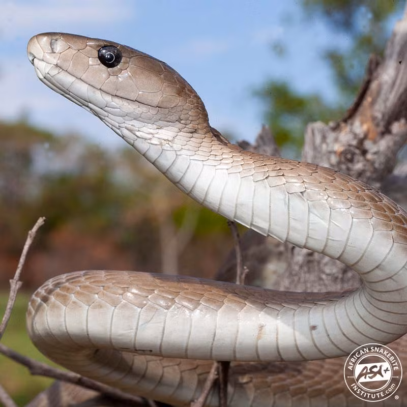 Rắn Mamba đen (Dendroaspis polylepis) phân bố nhiều tại các vùng hoang mạc ở châu Phi. Chúng di chuyển khá nhanh, với tốc độ 11 km/h trên một khoảng cách ngắn. Ảnh: africansnakebiteinstitute.