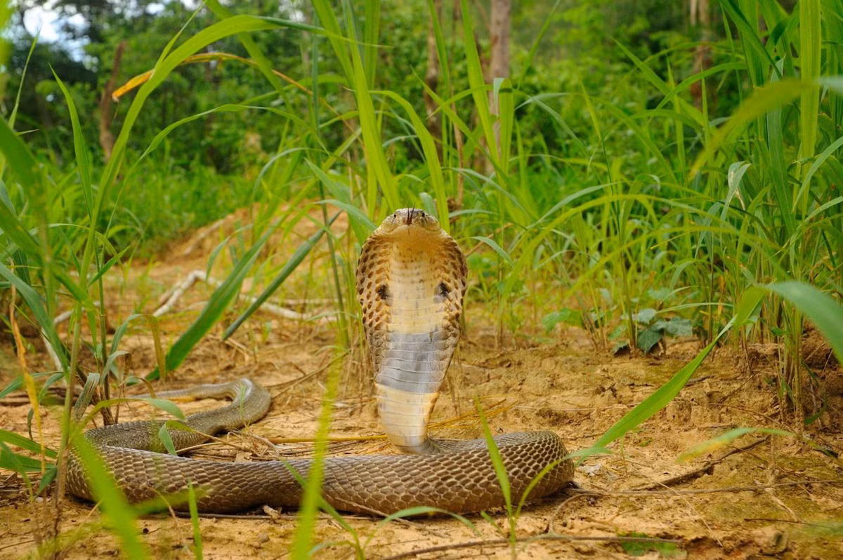 Rắn hổ đất (Naja kaouthia) hay còn gọi rắn hổ mang một mắt kính, rắn hổ phì. Loài này được ghi nhận xuất hiện tại một số quốc gia như Ấn Độ, Bangladesh đến một phần nhỏ phía Tây Nam Trung Quốc, Lào, Thái Lan… Việt Nam cũng là nơi phân bố của loài rắn hổ đất. Ảnh: thainationalparks.