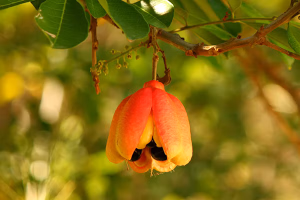 Quả ackee tự tách ra và để lộ những hạt lớn màu đen bóng bên trong. Mỗi phần được bao phủ bởi lớp thịt mềm. Mỗi quả nặng từ 100 - 200g. Ảnh: OPM.