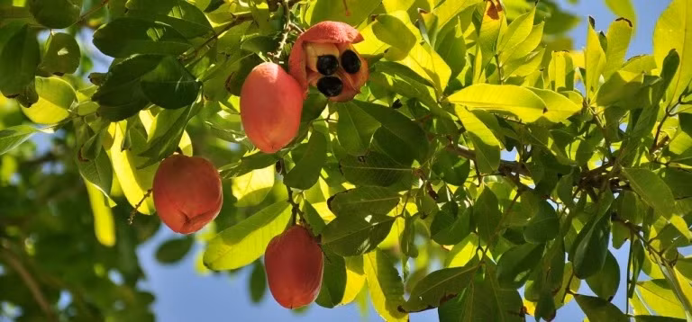 Trong quả ackee có độc tố hypoglycin A. Khi quả chưa chín, nếu người nào ăn thì có thể bị ngộ độc hypoglycin A và có các triệu chứng như đau bụng, hạ đường huyết cấp và nôn mửa dữ dội. Ảnh: CC BY-ND 2.0.