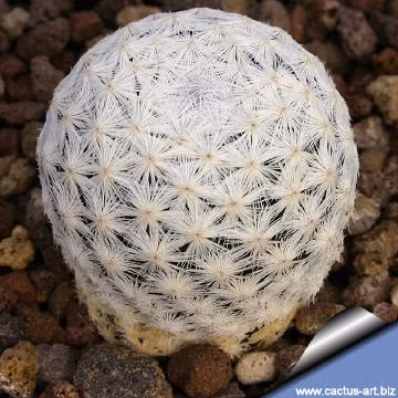 Cây xương rồng có màu trắng và hình dạng giống quả bóng golf. Khi nở hoa, chúng hoa màu hồng. Ảnh: Cactus-art.biz.