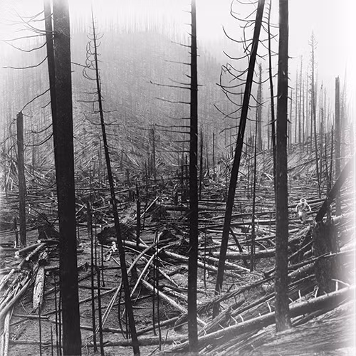 Vụ cháy rừng thảm khốc này kéo dài trong 2 ngày nhưng gây ra hậu quả nghiêm trọng. Ảnh: U.S. Forest Service.