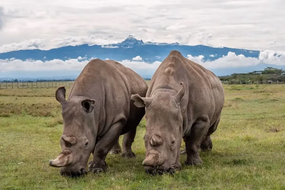 Loài tê giác trắng phương Bắc có tên khoa học là Ceratotherium simum cottoni. Loài động vật quý hiếm này từng rất phổ biến ở các quốc gia thuộc khu vực Bắc Phi và Đông Phi. Ảnh: Ol Pejeta/DPA/TNS/Alamy Live News.