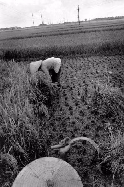 Những người nông dân gặt lúa. Ảnh: Larry Towell - Magnumphotos.com