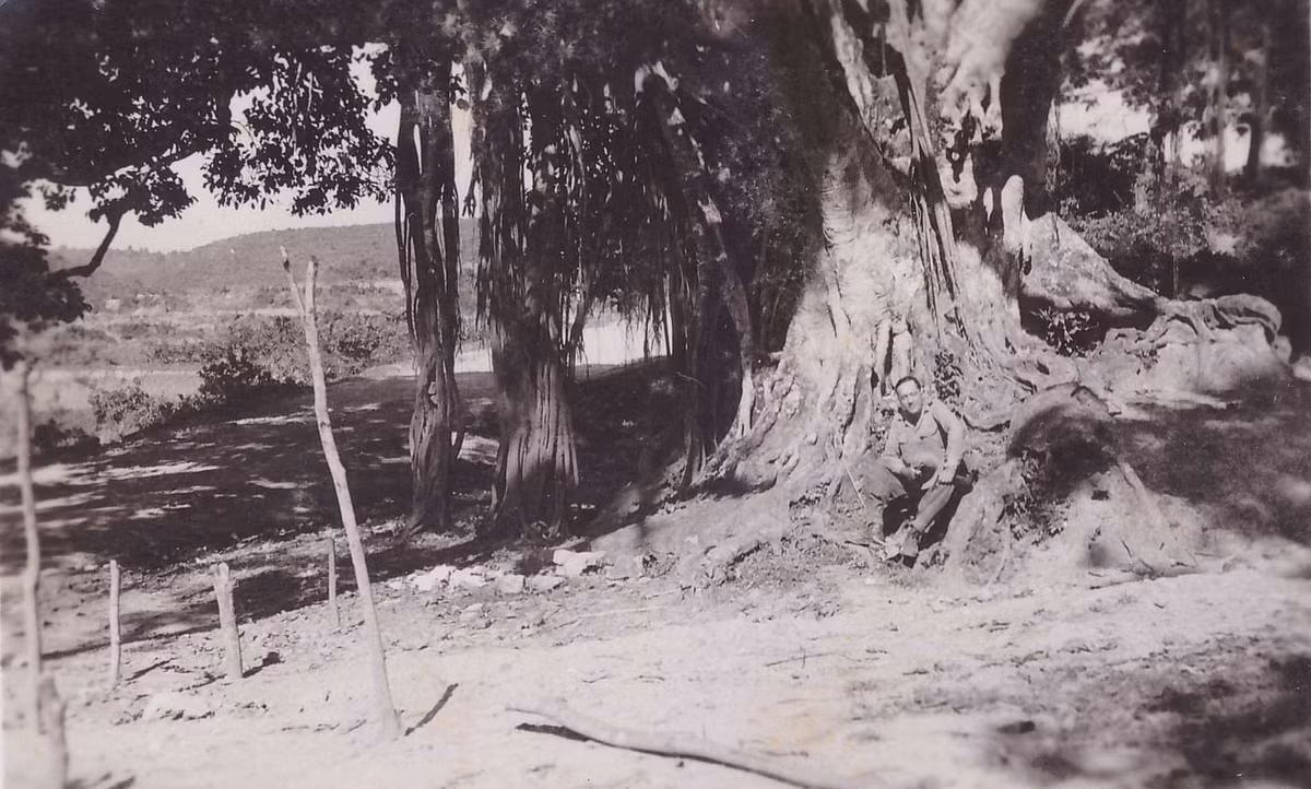 Cây cổ thụ bên Quốc lộ 4 ở Lộc Bình, Lạng Sơn. Ảnh: Robert Tison.