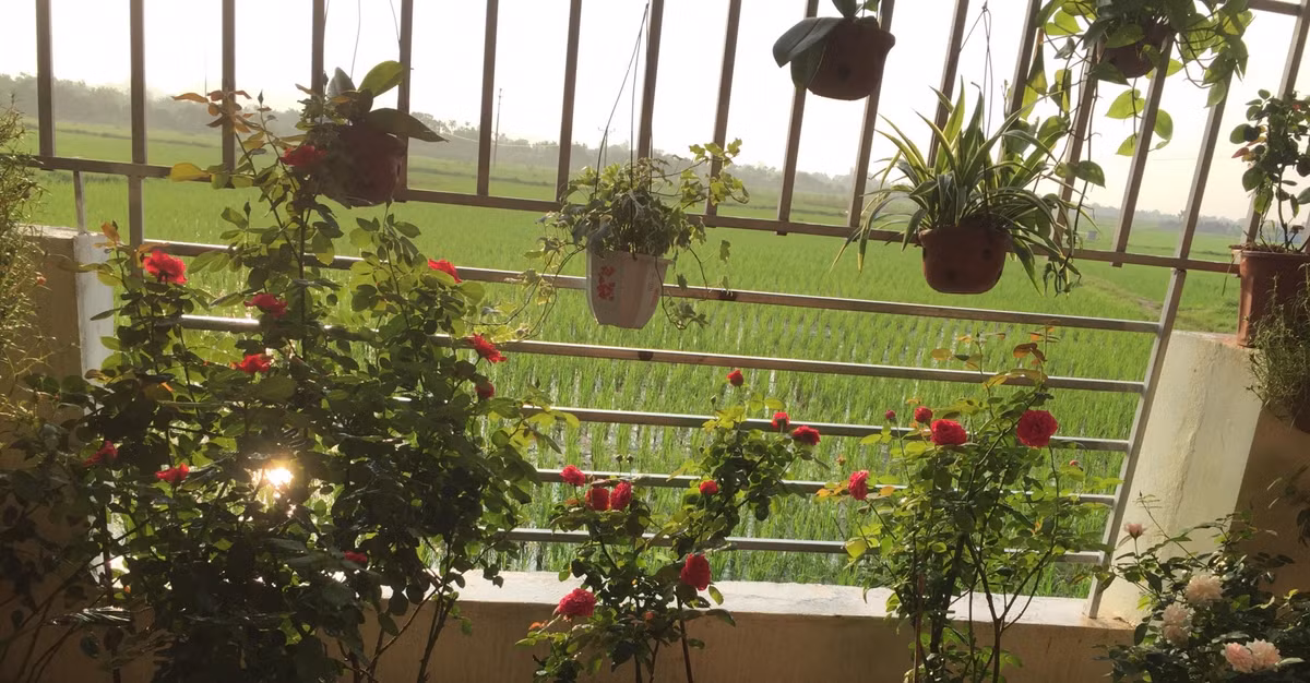 Chị Tú Lâm hiện đang sinh sống và làm việc ở Hải Phòng. Mặc dù bận rộn với công việc kinh doanh, cộng thêm việc chăm sóc con cái, gia đình nhưng chị Tú Lâm vẫn dành thời gian, ưu tiên đặc biệt cho niềm đam mê của mình, đam mê trồng hồng.
