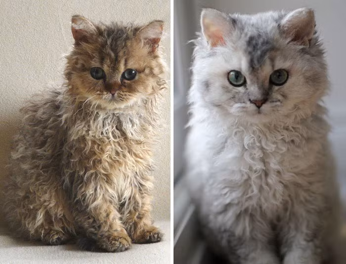 Sinh ra ở Montana vào năm 1987, mèo Miss DePesto có bốn người anh em, tất cả đều có bộ lông dài thẳng mượt cực kỳ sang chảnh, chỉ riêng có Miss DePesto là khác biệt bởi bộ lông xoăn kỳ quặc và vô cùng nổi bật của mình. (Nguồn Bored Panda)
