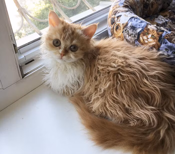 Được biết, Selkirk rex là dòng mèo cỡ vừa với chiều cao từ 22 - 30cm và trọng lượng từ 4 -7kg. Diống mèo này có thân hình chắc khỏe, khung xương nặng và cơ bắp cứng cáp. Chúng có chiếc đầu tròn, đôi mắt lớn, chiếc mũi khá ngắn và mõm rộng, đôi tai của chúng có hình tam giác cỡ nhỏ, chiếc đuôi dày lông. (Nguồn Bored Panda)