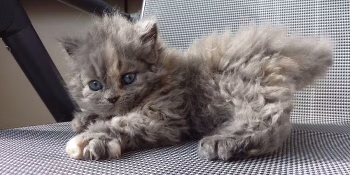 Theo phán đoán ban đầu, chú mèo lông xoăn đặc biệt kia là hậu duệ của loài mèo Selkirk rex và nguồn gốc của nó rất có thể được bắt nguồn từ một con mèo nổi tiếng có tên Miss DePesto. (Nguồn Bored Panda)