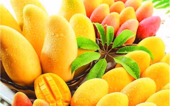 Ăn xoài theo cách này bạn đang phá hoại cơ thể mình - Hình 2 An xoai theo cach nay ban dang pha hoai co the minh-Hinh-2