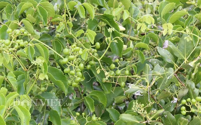 Nho rung cua “lao nong khung” o Tay Ninh khac gi voi trai giac?