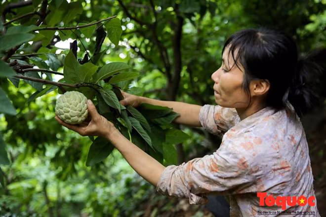 Người nhà của chủ vườn sẽ được thông báo trước để đón những sọt na tươi được thả trực tiếp từ trên núi.Những trái na được hái từ trên núi đều là những gốc na lâu năm nên sẽ có trọng lượng lớn, độ ngọt thanh hơn so với những gốc na ở vùng đồng bằng.