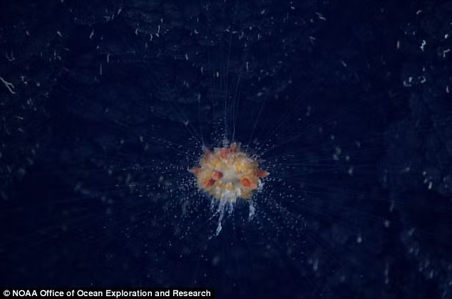 Cũng theo các nhà nghiên cứu của NOAA, Siphonophorae bồ công anh có một sự hấp dẫn mê hoặc là nhờ vào các chất tự nhiên xung quanh nằm ở trên và dưới lớp "phao" của chúng. Lớp "phao" này chứa đầy chất khí giúp cơ thể của nó trôi lơ lửng một cách bí ẩn. (Nguồn Sina)