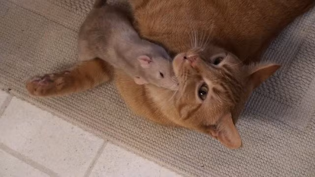 Bằng cách nào đó, Ranj và Peanut ngày một thân thiết, không thể tách rời. Chúng cùng ăn, cùng ngủ, cùng chơi đùa. Thậm chí mèo ôm chuột ngủ ngon lành, khiến cô Maggie vô cùng ngạc nhiên, thích thú. (Nguồn Dodo)