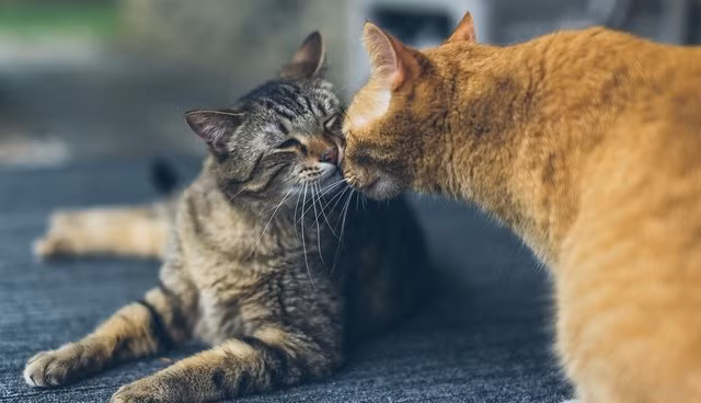 Timmy đã an ủi Ranj rất nhiều, truyền cảm hứng sống cho Ranj, giúp mèo vàng vượt qua nỗi buồn mất bạn, biết sống lạc quan, trân trọng từng khoảnh khắc trong hiện tại. (Nguồn Dodo)
