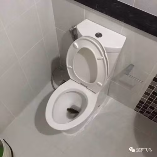 Khi cô Phanarat Chaiboon vào viện, con trăn vẫn trú ngụ trong bồn cầu của gia đình. Nó bị bắt ngay sau đó và được xác định là trăn gấm, dài khoảng 2,5m. (Nguồn Sina)