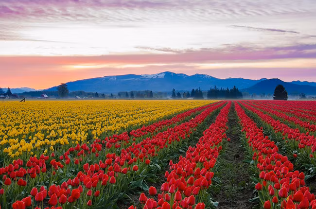 1. Thung lũng hoa Tulip ở Skagit, Washington State là 1 trong những địa danh đẹp đến khó tin tại Mỹ: Bắt đầu từ ngày 1/4, hàng trăm ngàn du khách đổ đến các cánh đồng hoa tulip này để chiêm ngưỡng những bông hoa tuyệt đẹp với đủ các màu sắc nằm trên những cánh đồng hoa bát ngát đang vào mùa nở rực rỡ nhất.