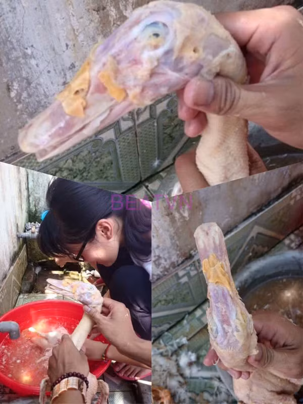 Tham hoa bep nuc khi dua “gau” ve ra mat gia dinh