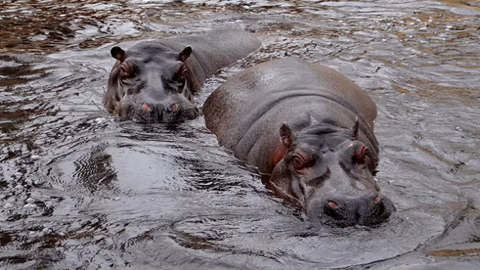 Không chỉ cá sấu, sông Nile còn là nơi sinh sống của hà mã. Những con hà mã với cơ thể to lớn có thể làm lật úp thuyền của ngư dân khiến họ mất mạng.