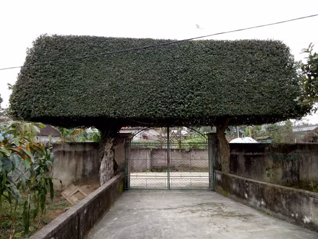 Nguoi dan ong bien 2 cay duoi bo di thanh “cong nha” co gia hon nua ty