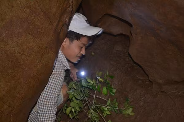 Anh Ngô Trí Hải (SN 1991, trú tại xã Đồng Thành) cho biết, động rất rộng, nhiều ngõ ngách chưa ai có thể đi đến tận cùng. Trong động rất tối, nhiệt độ càng vào sâu càng giảm. Khi đi phải dùng lá cây để đánh dấu đường ra vì rất nhiều ngóc ngách và không có sóng điện thoại.