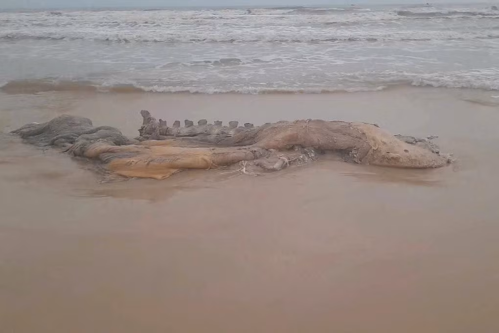 Trước đó, một số quái ngư khủng từng dạt vào bờ biển Việt Nam. Gần đây là vào tháng 1/2025. Vào ngày 14/1, UBND xã Vĩnh Thái (huyện Vĩnh Linh, tỉnh Quảng Trị) thông tin về việc người dân phát hiện xác cá voi nặng khoảng 300 kg, dài 4m dạt vào bờ biển tối ngày 13/1. Ảnh: Đức Tài/Dân trí.